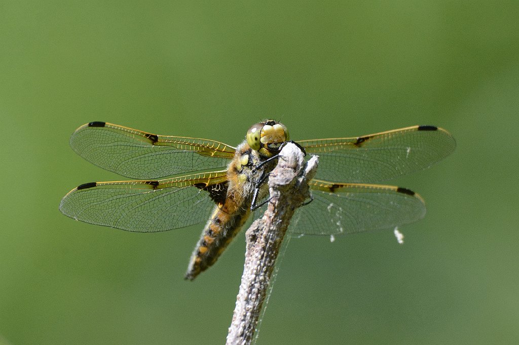 056 2016-05251083 Broad Meadow Brook, MA.JPG - Four-spotted Skimmer (f). (Libellula quadrimaculata). Broad Meadow Brook Wildlife Sanctuary, MA, 5-25-2016